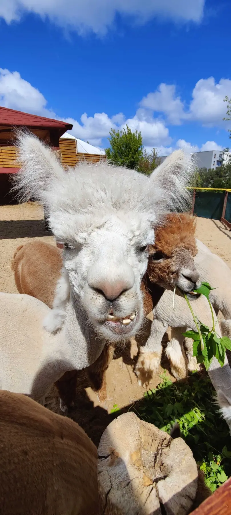 Fibery retreat in Rzucewo, Poland / 2025